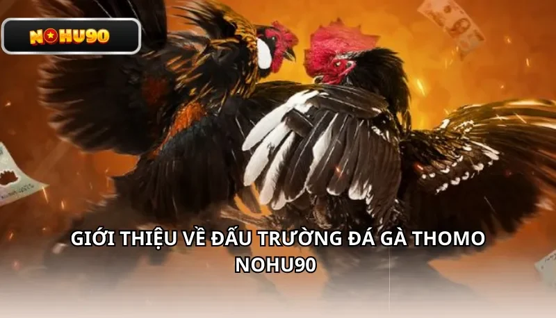 Giới thiệu về đấu trường đá gà Thomo Nohu90