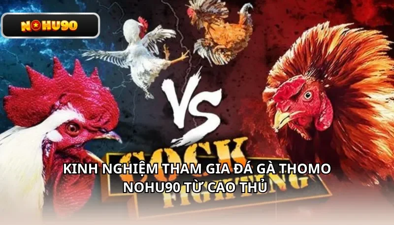 Kinh nghiệm tham gia đá gà Thomo Nohu90 từ cao thủ